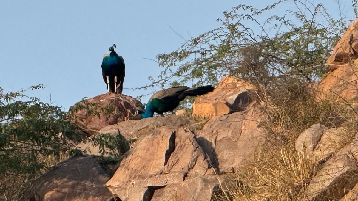 Wild peacocks on the Aravalli rocks at Sidneyland Hill Retreat